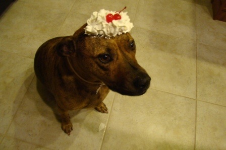 Chú chó nổi tiếng vì có tài “làm xiếc”