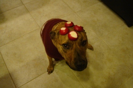 Chú chó nổi tiếng vì có tài “làm xiếc”