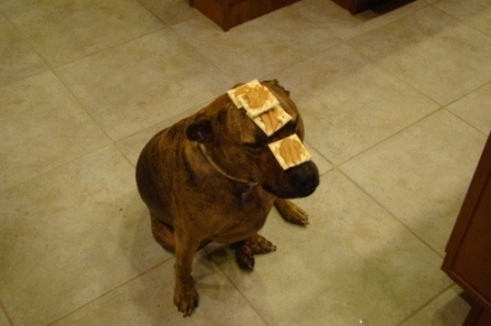 Chú chó nổi tiếng vì có tài “làm xiếc”