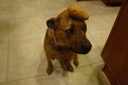 Chú chó nổi tiếng vì có tài “làm xiếc”