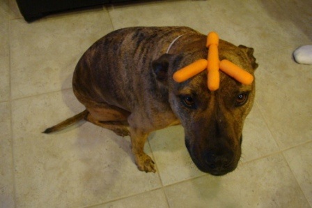 Chú chó nổi tiếng vì có tài “làm xiếc”