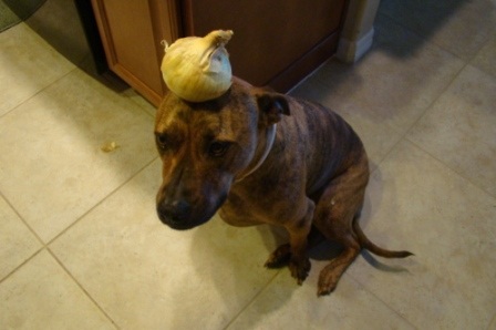 Chú chó nổi tiếng vì có tài “làm xiếc”