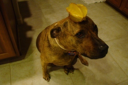 Chú chó nổi tiếng vì có tài “làm xiếc”