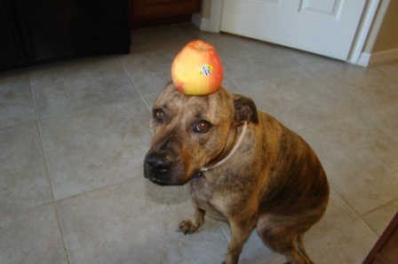 Chú chó nổi tiếng vì có tài “làm xiếc”