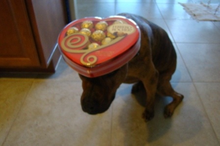 Chú chó nổi tiếng vì có tài “làm xiếc”