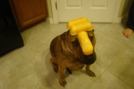 Chú chó nổi tiếng vì có tài “làm xiếc”