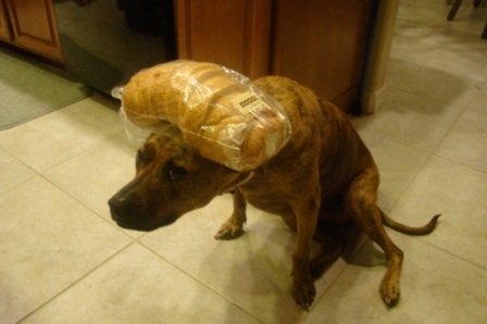 Chú chó nổi tiếng vì có tài “làm xiếc”