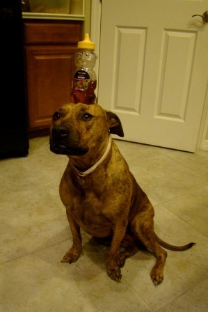 Chú chó nổi tiếng vì có tài “làm xiếc”