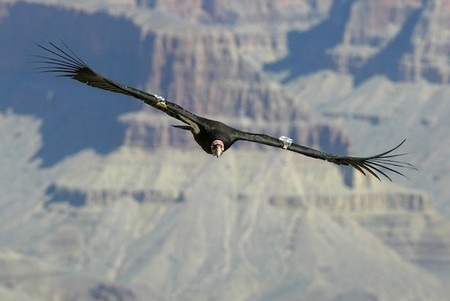 Những hình ảnh khoa học ấn tượng tuần qua - 11 Oasis of the Seas, con tàu du lịch lớn nhất thế giới, đang chuẩn bị cập bến Southampton (Anh).