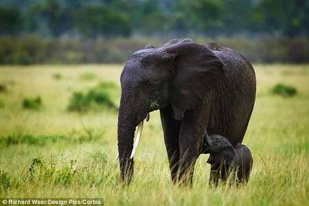 Voi có khả năng dự báo mưa bão cách xa gần 250 km - 3 Voi có khả năng dự báo mưa bão cách xa gần 250 km