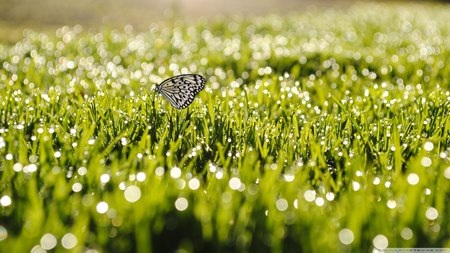 Tuyệt đẹp bộ sưu tập hình nền thiên nhiên đầy sắc màu - 15 Phạm Thế Quang Huy