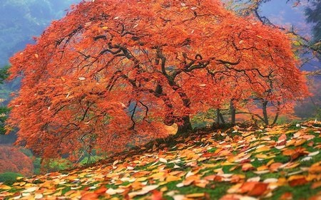 Tuyệt đẹp bộ sưu tập hình nền thiên nhiên đầy sắc màu - 4 Phạm Thế Quang Huy