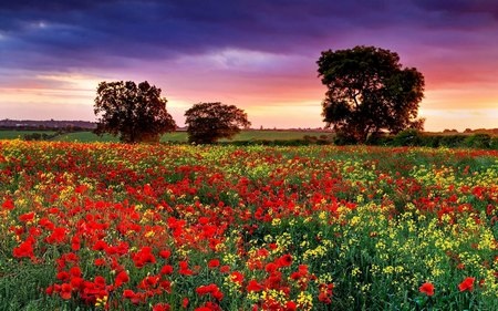 Tuyệt đẹp bộ sưu tập hình nền thiên nhiên đầy sắc màu - 6 Phạm Thế Quang Huy