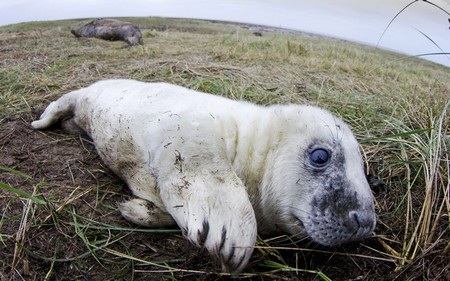 Một chú hải cẩu xám con đang nằm nghỉ ngơi trên bờ biển Lincolnshire (Anh).