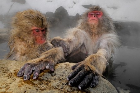 Những chú khỉ tuyết đang thư giãn trong hồ nước nóng ở khu vực núi lửa Nagano (Nhật Bản).