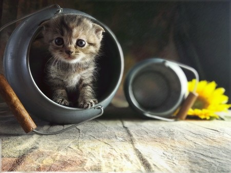 Huawei trình làng smartphone với camera kép lấy nét siêu nhanh - 13 T.Thủy