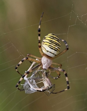 Bộ ảnh thiên nhiên, khoa học ấn tượng tuần qua - 18 Chuồn chuồn xấu số trở thành bữa ăn cho một con nhện.