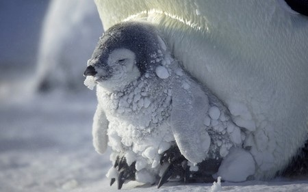 Bộ ảnh thiên nhiên, khoa học ấn tượng tuần qua - 8 Tuyết phủ kín người một chú chim cánh cụt hoàng đế con trong trận bão tuyết này.