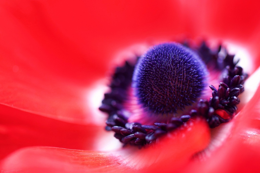 25 hình ảnh đẹp và nổi tiếng nhất trên Flickr trong năm 2014 - 4 Bức ảnh “Cỏ chân ngỗng đỏ” của j man