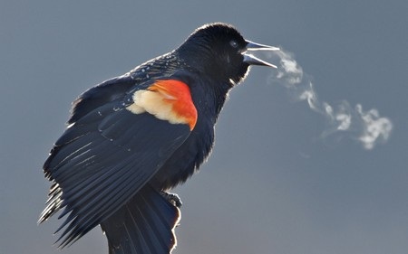 Hơi lạnh được phả ra từ hơi thở của một chú chim nhỏ tại bang Virginia, Mỹ.