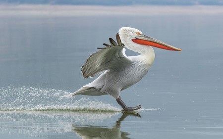 Những hình ảnh khoa học, tự nhiên ấn tượng tuần qua - 16 Một con bồ nông Dalmatian đáp xuống mặt nước như thể đang lướt ván.