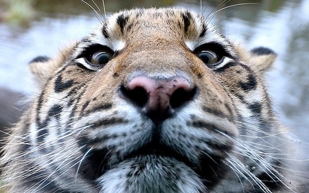 Cận cảnh gương mặt một con hổ con Sumatra ở vườn thú London, Anh.