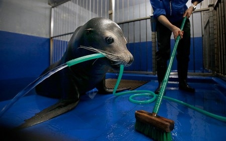 Chú hải cẩu có tên Pucchi đang giữ vòi nước để giúp nhân viên vườn thú tại Tokyo dọn dẹp chuồng.
