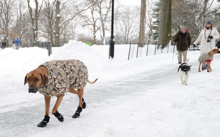 Những hình ảnh khoa học, tự nhiên ấn tượng tuần qua - 9 Một chú chó được mặc áo và đi giày trong trời giá rét ở New York.