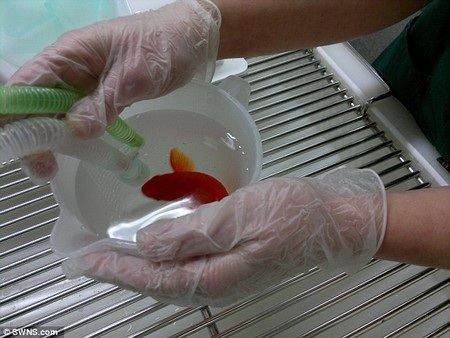 Phẫu thuật trên cạn cứu sống... cá vàng - 1 Chất gây mê được đưa vào nước chứa cá
