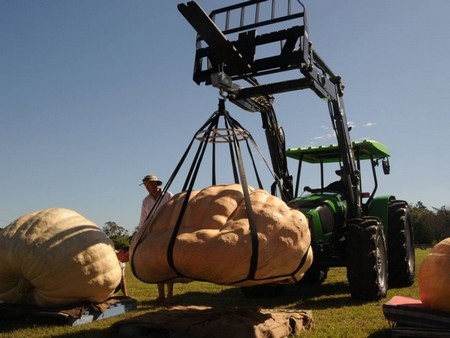 Bí ngô khổng lồ có khối lượng 743kg - 2 Xe nâng được sử dụng để di chuyển những trái bí khổng lồ