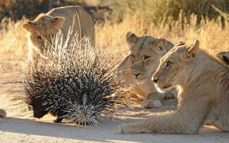 Một con nhím đầy gai nhọn tự tin “diễn hành” trước mặt 3 con sư tử tại sa mạc Kalahari, Nam Phi.