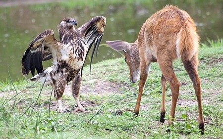 Những hình ảnh khoa học, thiên nhiên ấn tượng tuần qua - 18 Một chú mèo trong trang phục hóa trang thành cá mập tại Thụy Sĩ.