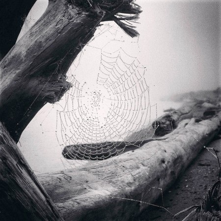 Những bức ảnh tuyệt đẹp đầy nghệ thuật chụp bằng iPhone - 14 Bức ảnh của nhiếp ảnh gia Yvonne Naughton (Mỹ) giành chiến thắng ở hạng mục “Thiên nhiên”.