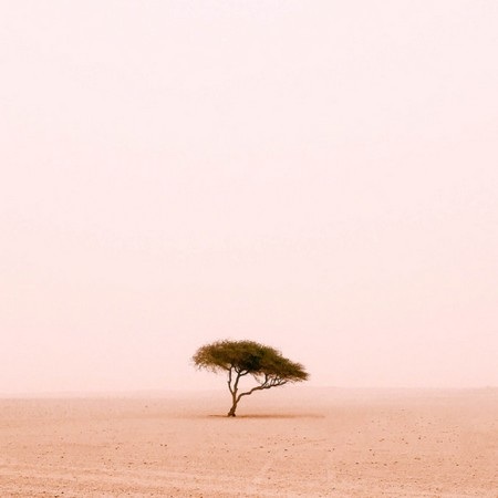 Những bức ảnh tuyệt đẹp đầy nghệ thuật chụp bằng iPhone - 21 Ruairidh McGlynn (Anh) giành chiến thắng ở hạng mục “Cây”.