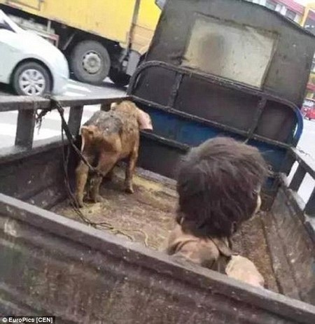 Xót thương cậu bé 7 tuổi phải sống nhiều năm trong chuồng lợn - 1 Hình ảnh đáng thương của cậu bé Liu Hongbo gây nên làn sóng phản đối tại Trung Quốc