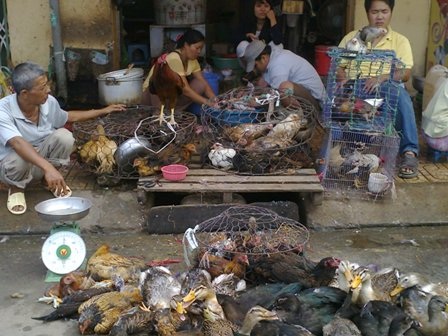 Ngang nhiên buôn bán gia cầm lậu, bất chấp cúm A/H5N1 - 1 Ngang nhiên buôn bán gia cầm lậu, bất chấp cúm A/H5N1 - 1