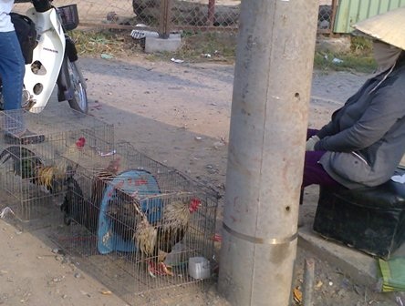 Ngang nhiên buôn bán gia cầm lậu, bất chấp cúm A/H5N1 - 2 Ngang nhiên buôn bán gia cầm lậu, bất chấp cúm A/H5N1 - 2