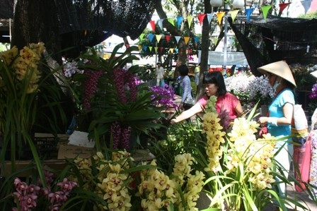 Lan thét giá, mai đào “mỏi mắt” chờ khách mua - 10