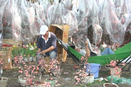 Lan thét giá, mai đào “mỏi mắt” chờ khách mua - 5