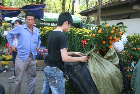 Lan thét giá, mai đào “mỏi mắt” chờ khách mua - 12