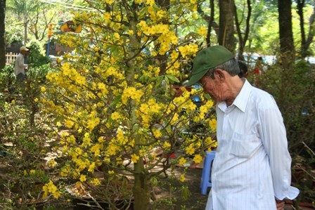 Lan thét giá, mai đào “mỏi mắt” chờ khách mua - 9