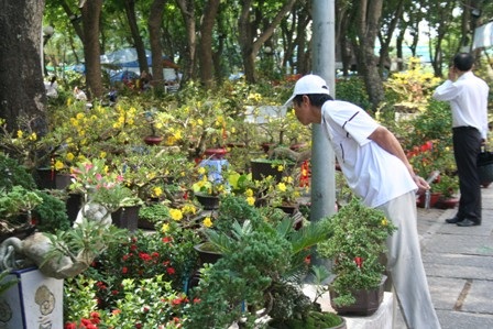 Lan thét giá, mai đào “mỏi mắt” chờ khách mua - 8