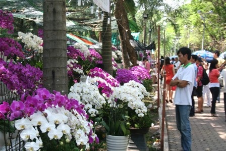 Lan thét giá, mai đào “mỏi mắt” chờ khách mua - 1