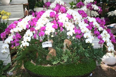 Lan thét giá, mai đào “mỏi mắt” chờ khách mua - 2