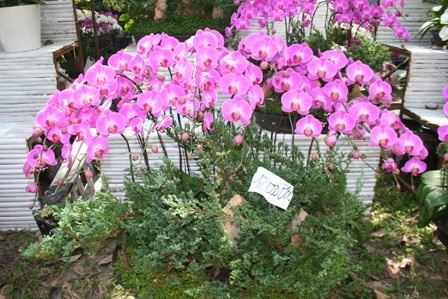 Lan thét giá, mai đào “mỏi mắt” chờ khách mua - 3