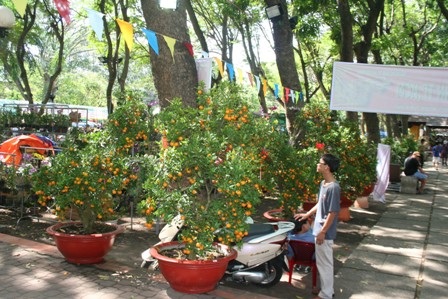 Lan thét giá, mai đào “mỏi mắt” chờ khách mua - 6