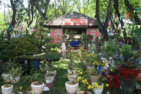 Lan thét giá, mai đào “mỏi mắt” chờ khách mua - 7