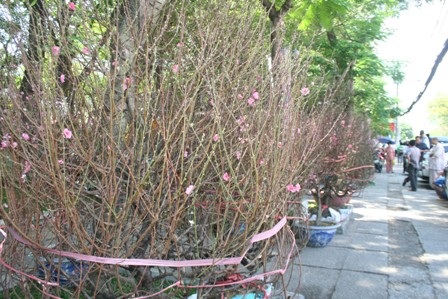 Lan thét giá, mai đào “mỏi mắt” chờ khách mua - 4