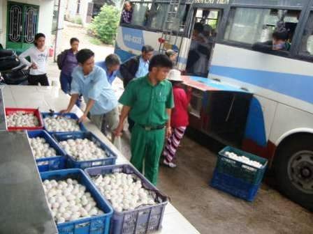 TPHCM: Gia cầm từ vùng dịch đang tràn vào thành phố - 1 TPHCM: Gia cầm từ vùng dịch đang tràn vào thành phố - 1