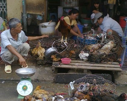 TPHCM: Gia cầm từ vùng dịch đang tràn vào thành phố - 3 TPHCM: Gia cầm từ vùng dịch đang tràn vào thành phố - 3
